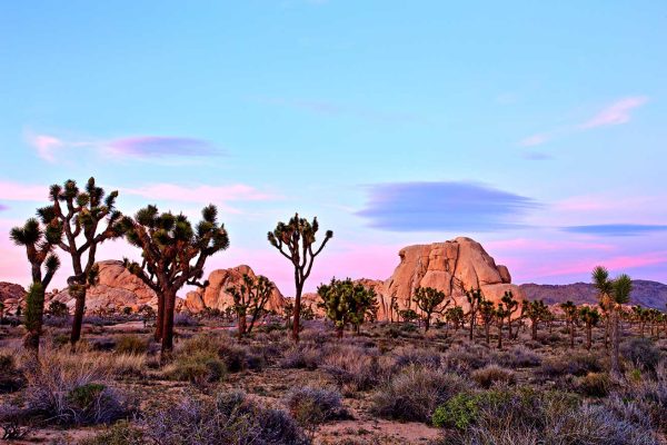 Joshua Tree national park at sunset